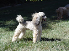 Pippin