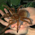 Araña mas grande del mundo (incluye video)