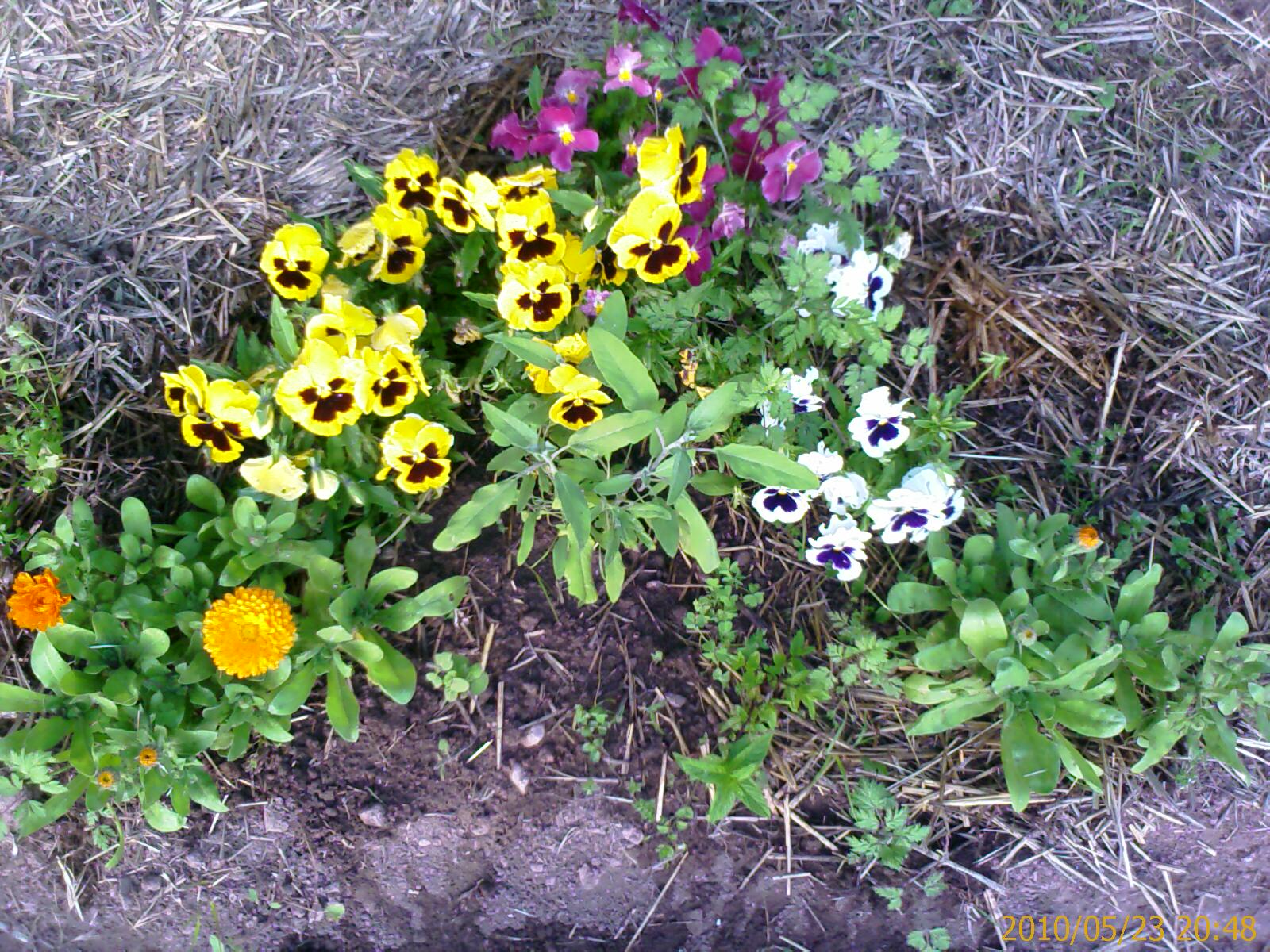 Nuestro Huerto-Jardín: ♣ Flores y hierbas aromáticas en el huerto