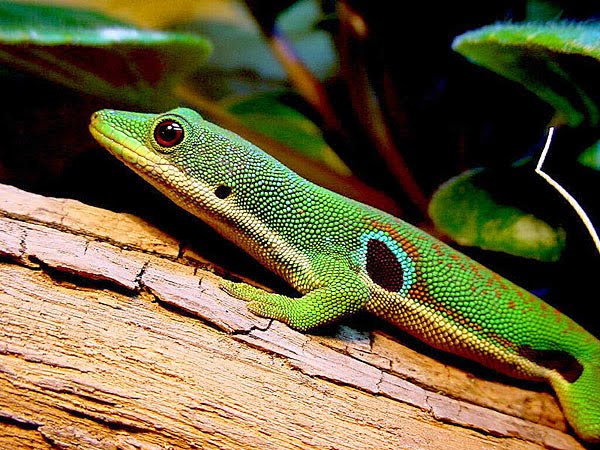 Kaloula Iniciación a los geckos diurnos
