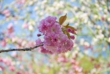 Cherry Blossom Branch