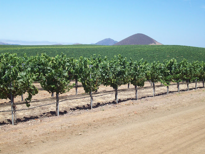ENDLESS GRAPE VINES IN EDNA VALLEY