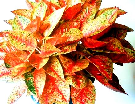 [aglaonema+tiara..JPG]