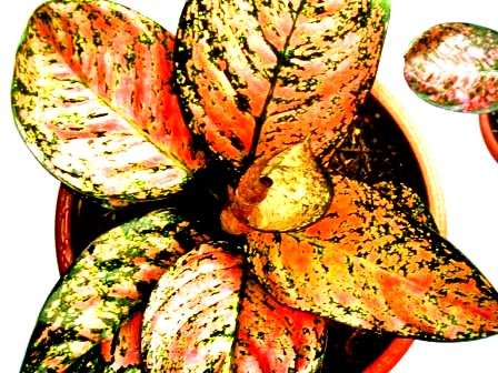 [aglaonema+ruby..JPG]