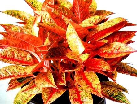 [aglaonema+dolores..JPG]