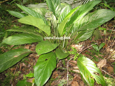 IdrisTalu: Janggut adam - Tacca integrifolia