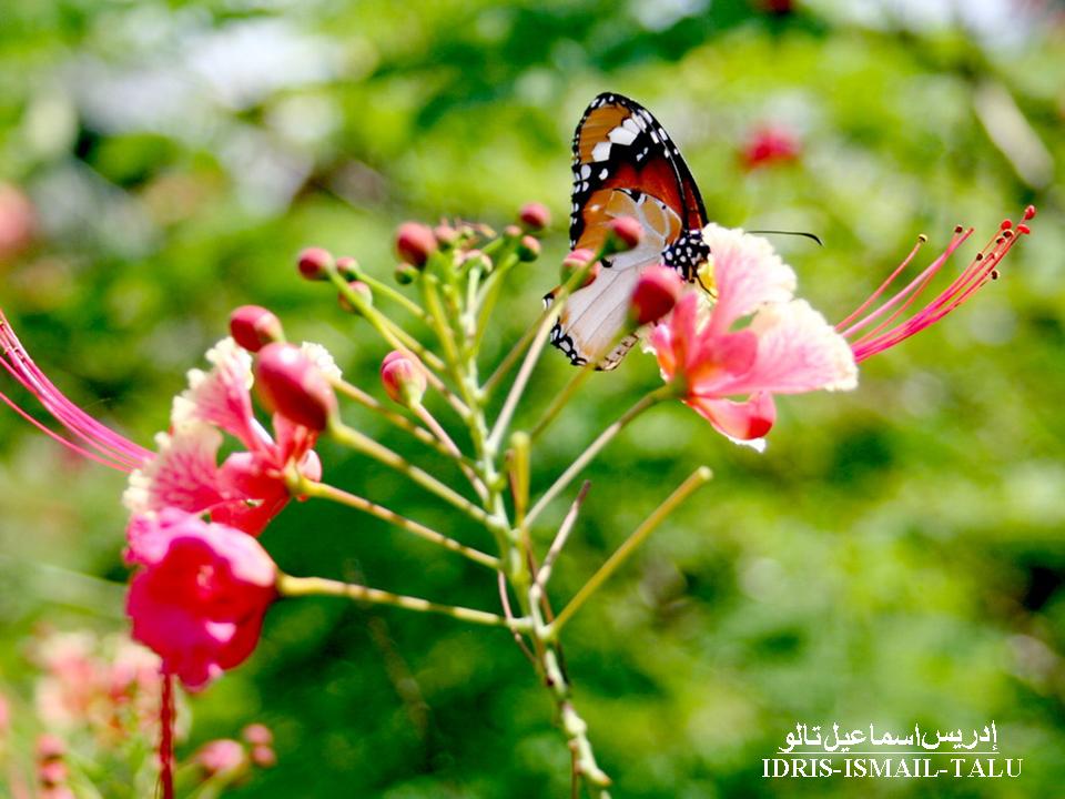 IdrisTalu: Rama-rama dan bunga
