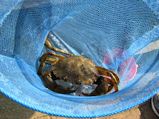 Crab fishing in Scarborough