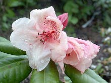 Rhododendron 'Viscy'