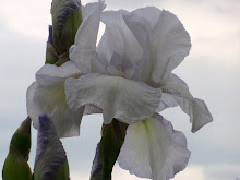 IRIS GERMANICA