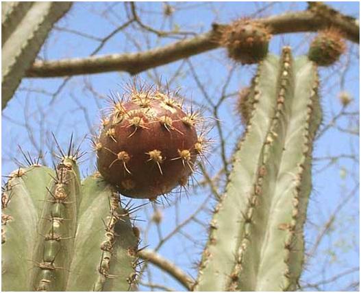 PITAHAYA ROJA