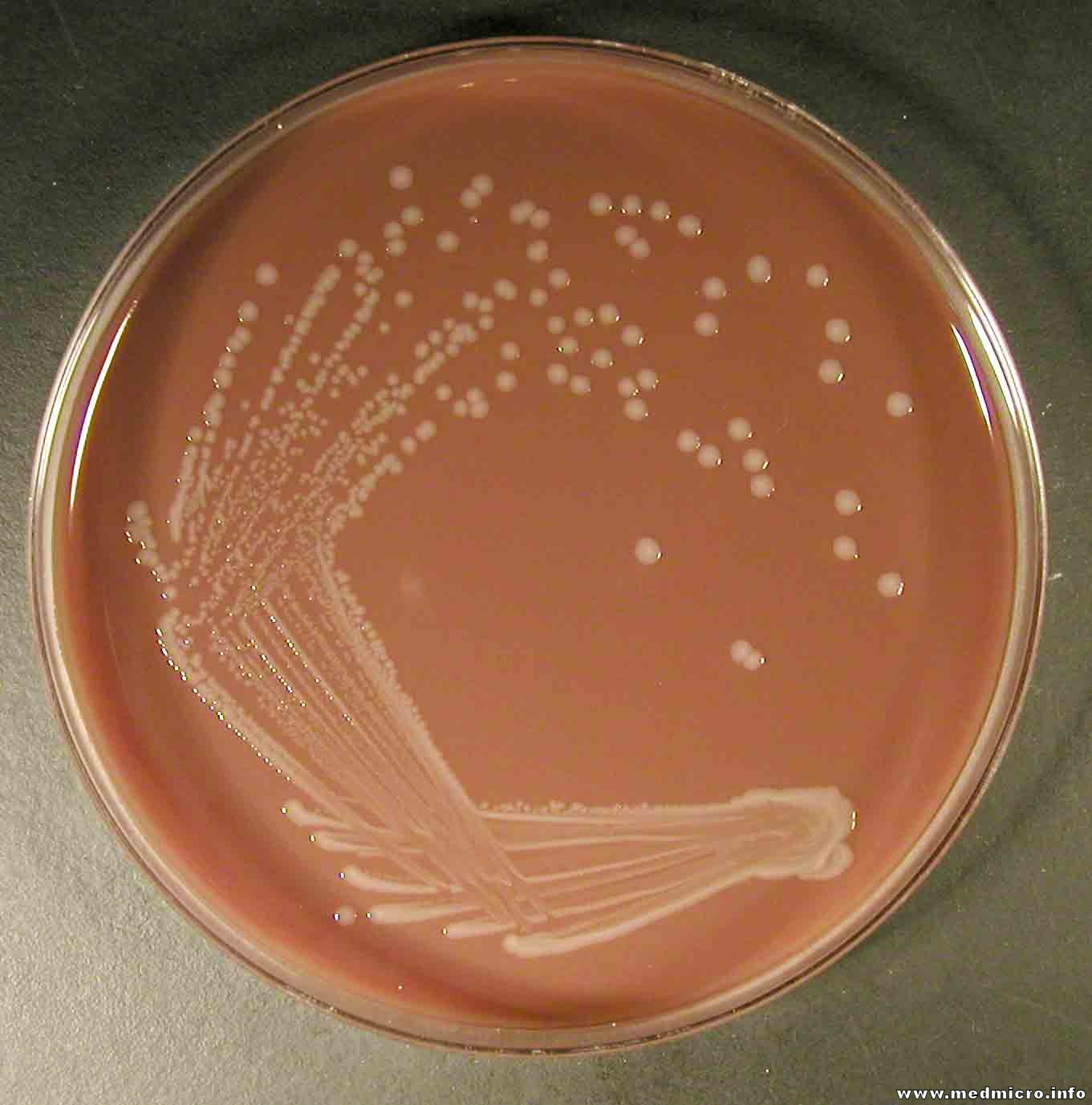 Agar Agar