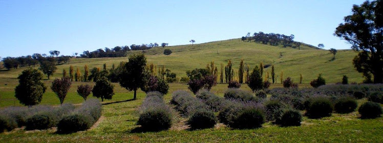 Kangaroo Flat Lavender Farm