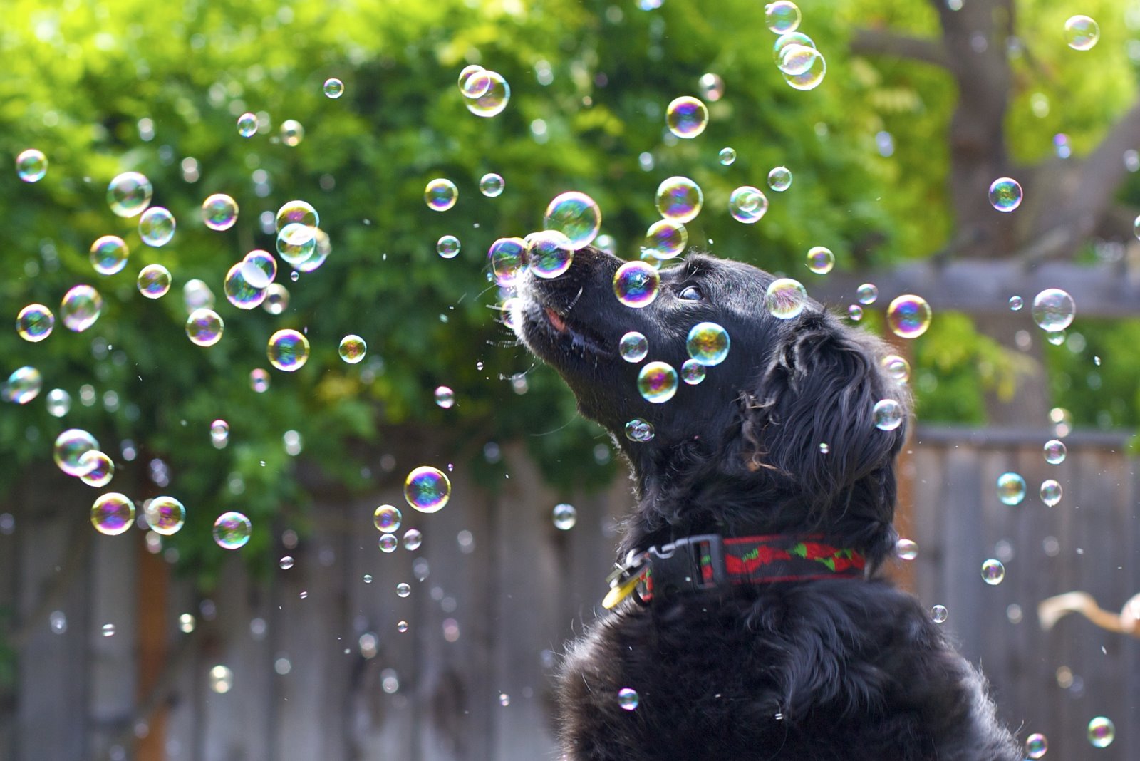 Dog with a bubble snot. бабл дог играть. бабл догс калуга. бабл догс игра.