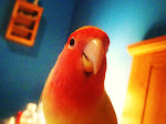 Lola