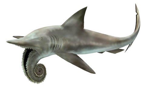 Field_Museum_Helicoprion