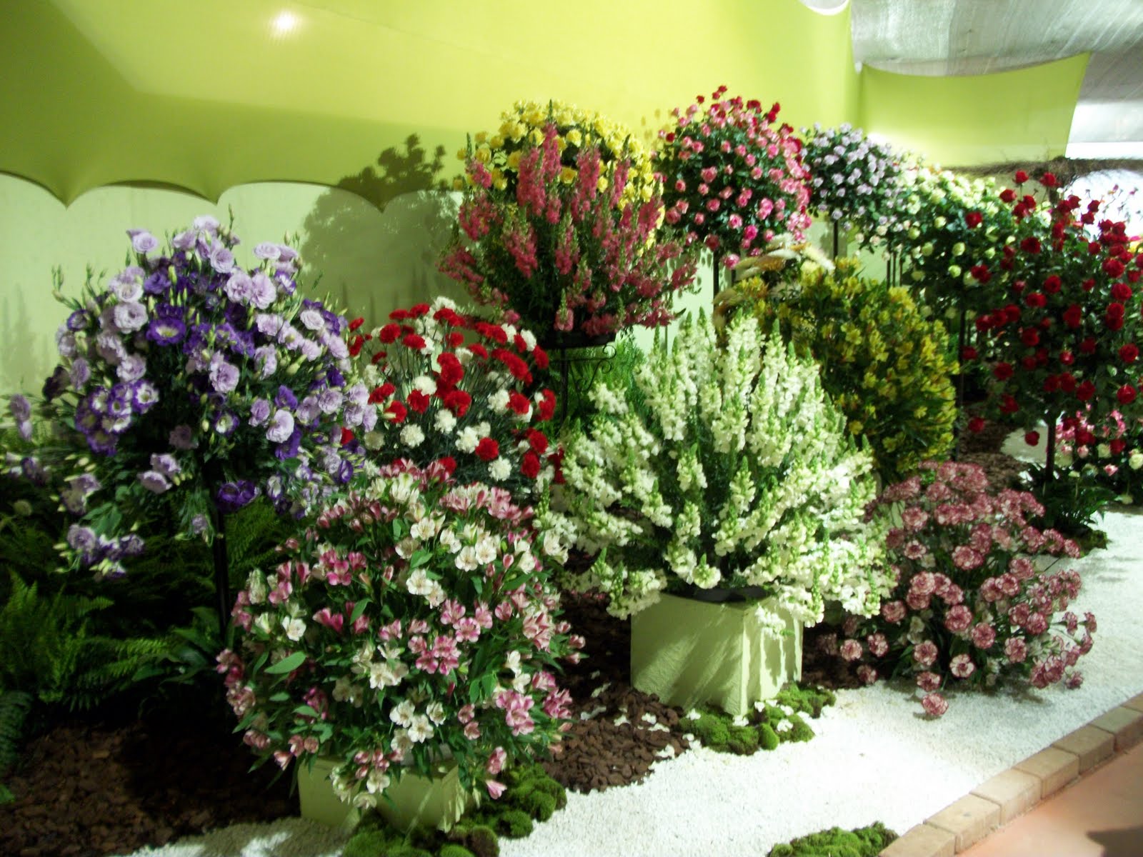 Sonho Verde Plantas Feira das Flores Atibaia Sonho Verde Plantas Feira das Flores Atibaia