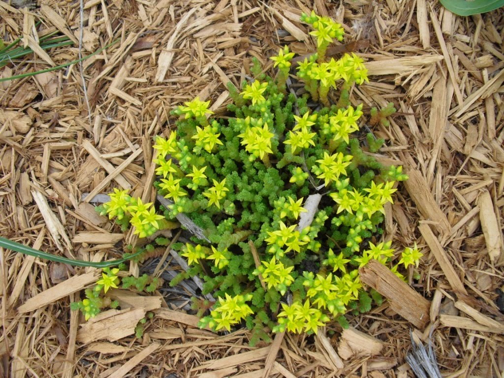 life-among-the-leaves-in-praise-of-succulents-outdoor-sedum-edition