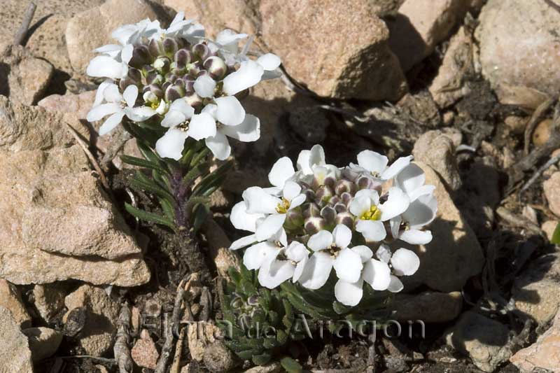 Flora de Aragón Iberis saxatilis subsp. saxatilis