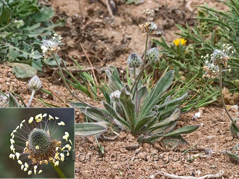 Flora de Aragn: Plantago lagopus
