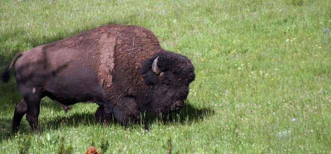 bison