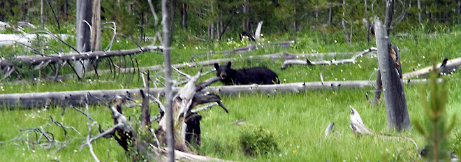 bear #7
