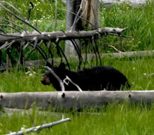 bear