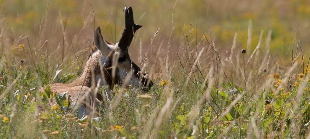 pronghorn