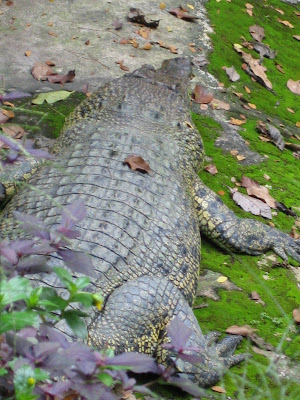 Crocodile