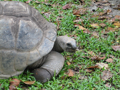 Giant Tortoise