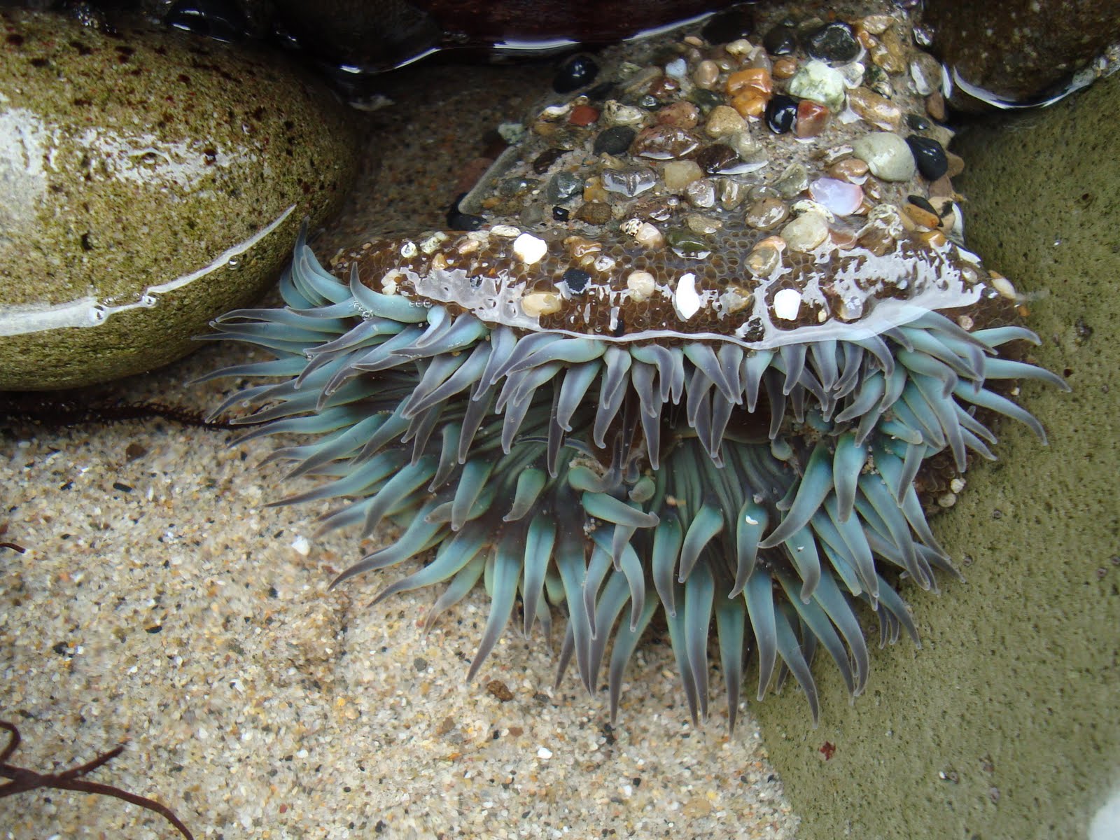 The Old House Club Exploring tide pools at Leo Carrillo State Park