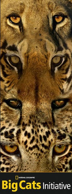 big cats initiative the national geographic society s big cats ...