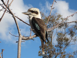 Kookaburra