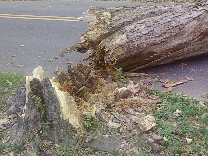 PLAINFIELD TODAY City tree falls across Field Avenue. Negligence?