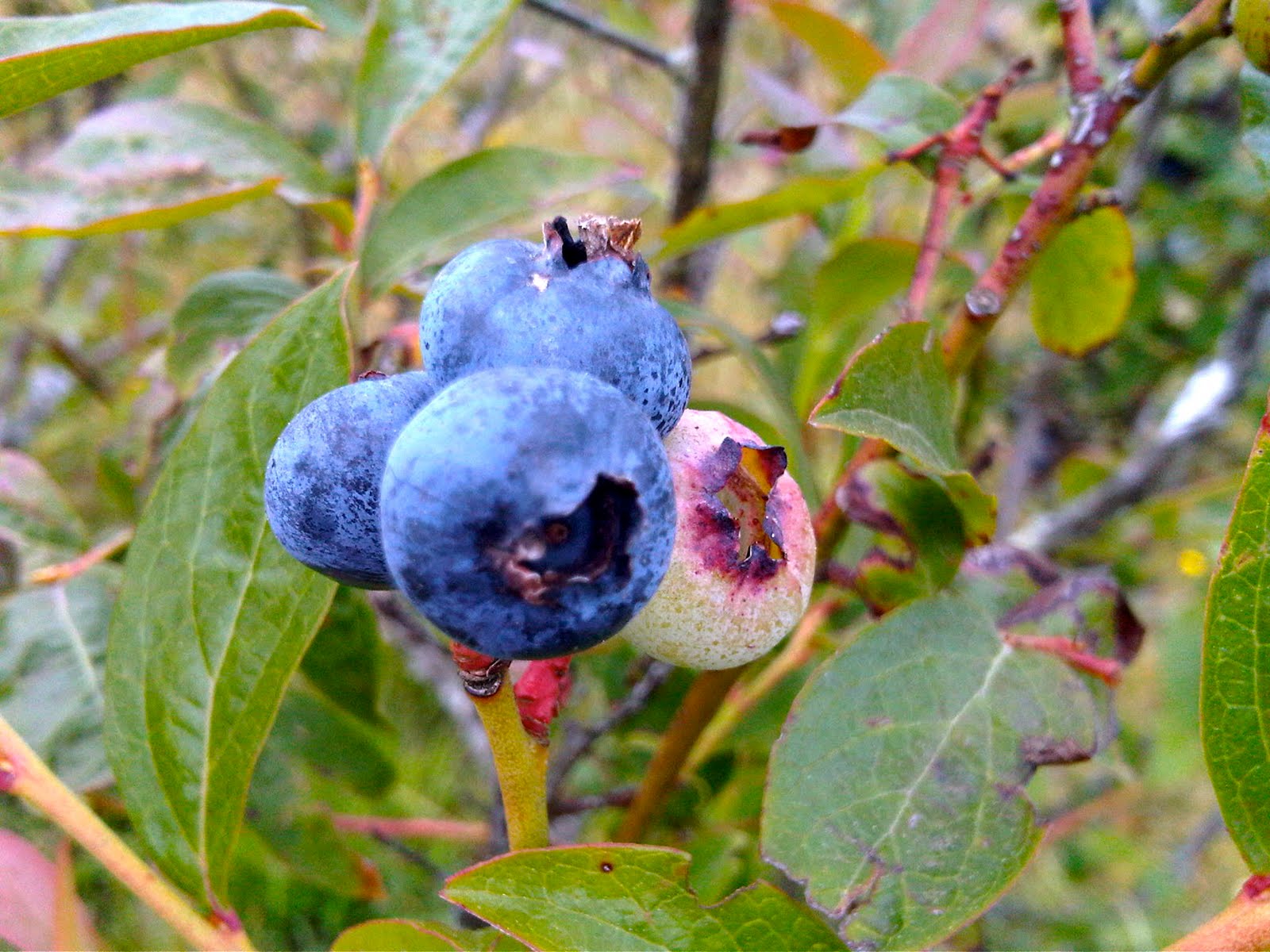 upick blueberry farm