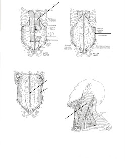 Ms. Hatfield's Physiology Website: Abdominal Muscles