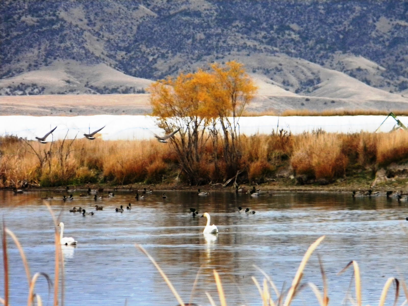 The Wild Life The Waterfowl of Montana
