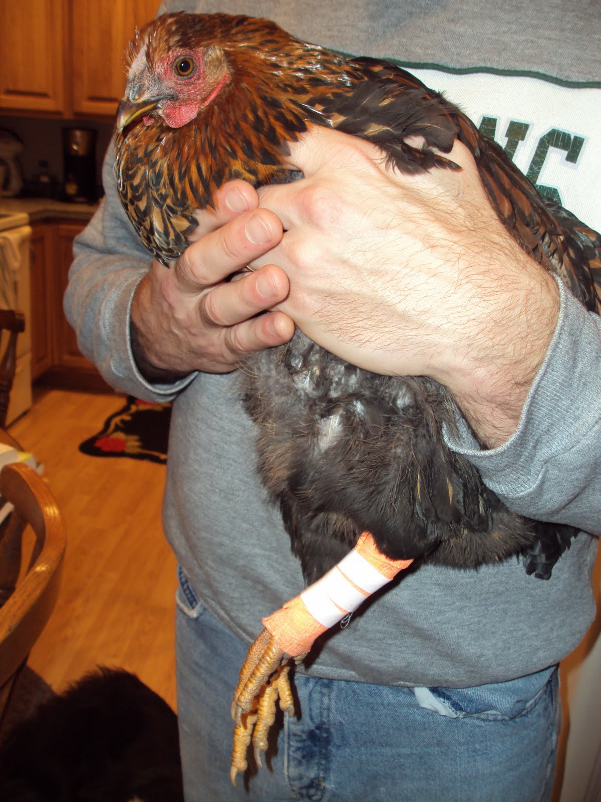 Homestead... From Scratch Injured Chicken!