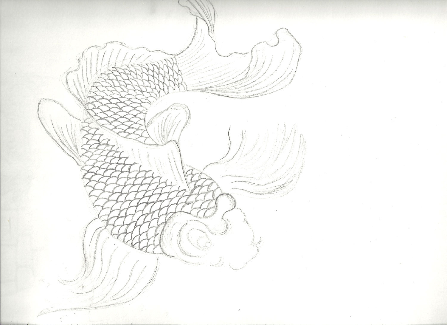 koi fish drawing by keirushii