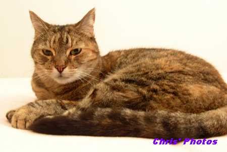 [Meow+2.3.JPG]