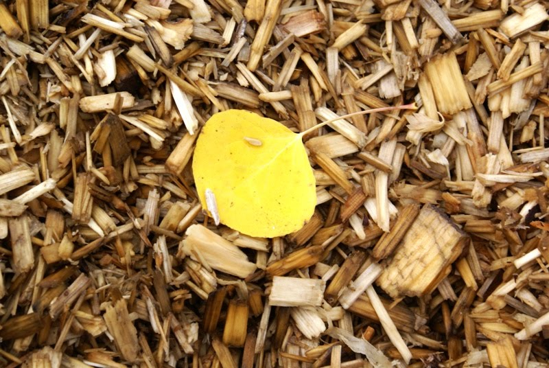[yellow+leaves+on+wood+chips.jpg]