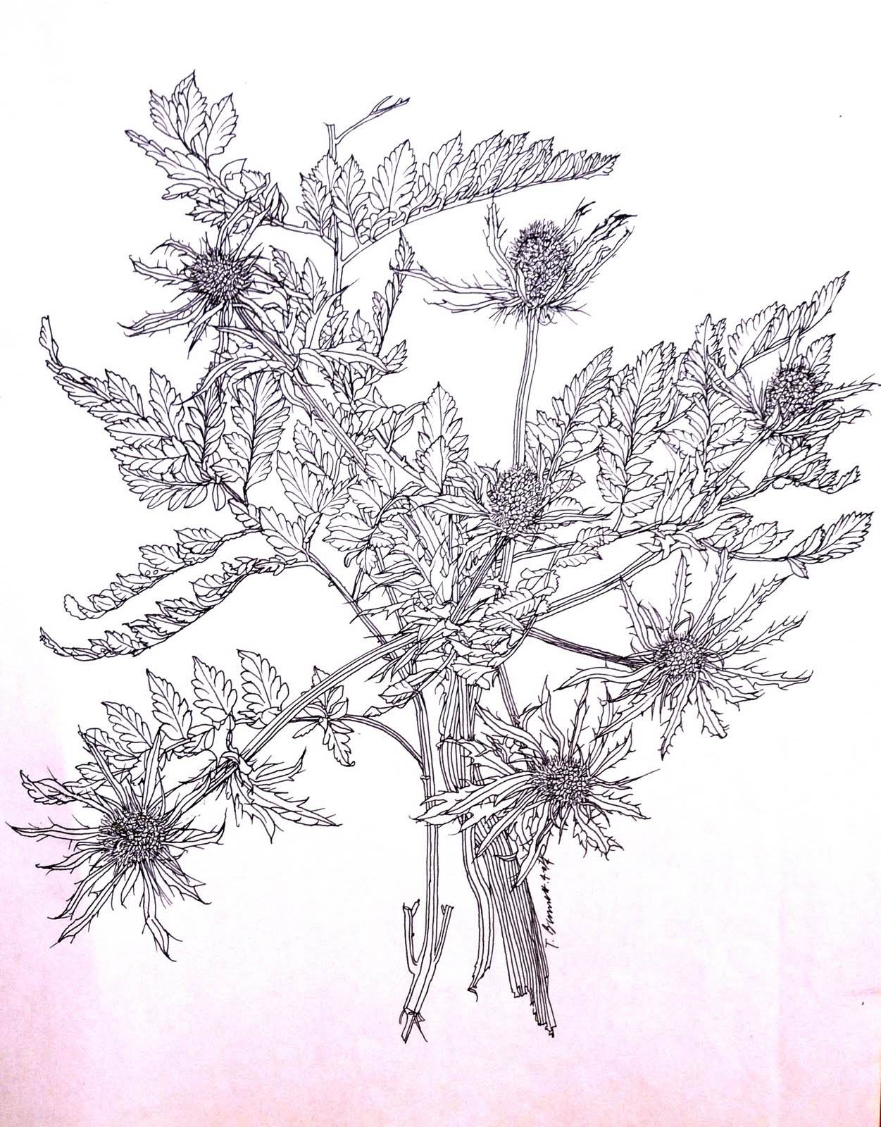 Чертополох рисунок графика