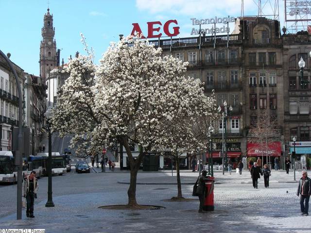 [magnolia-praca-0702-2.jpg]