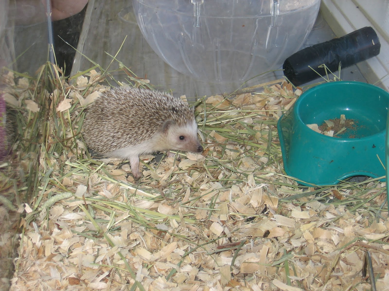 The Adventures of Hedgie the Hedgehog Habitat in the Wild (Where