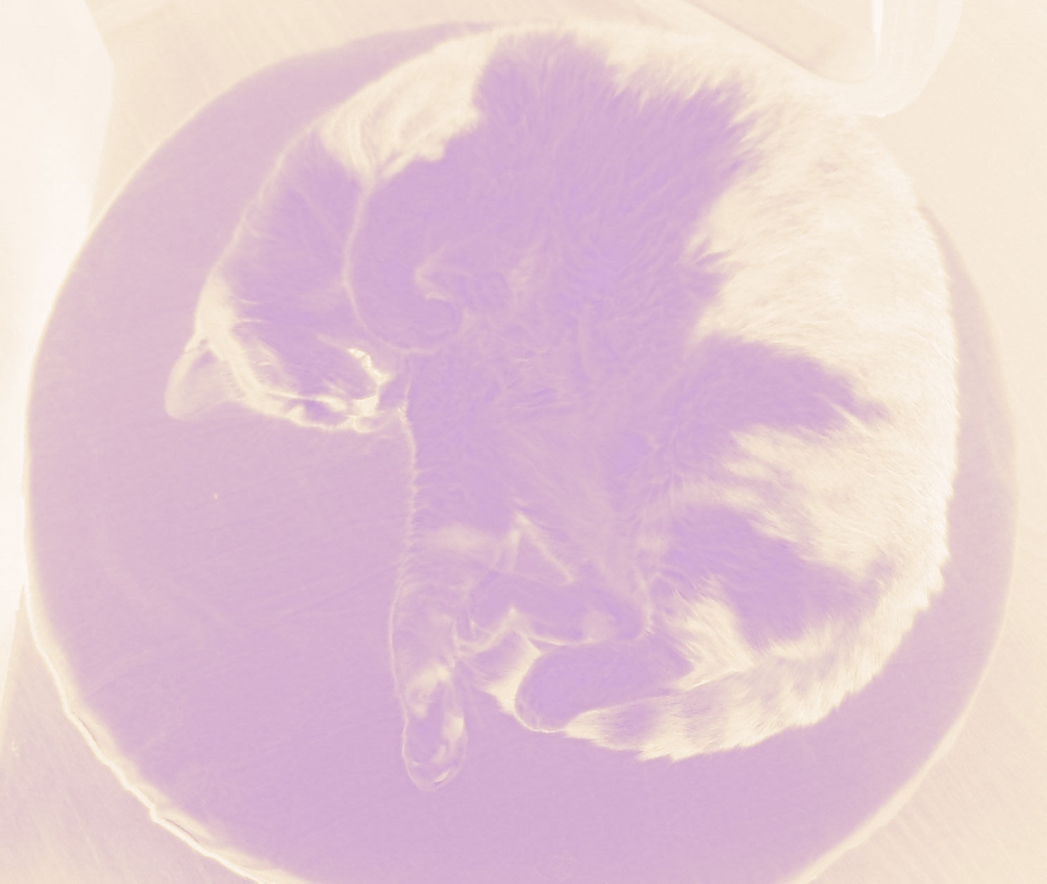 [Melissa_enroscada(filtro).jpg]