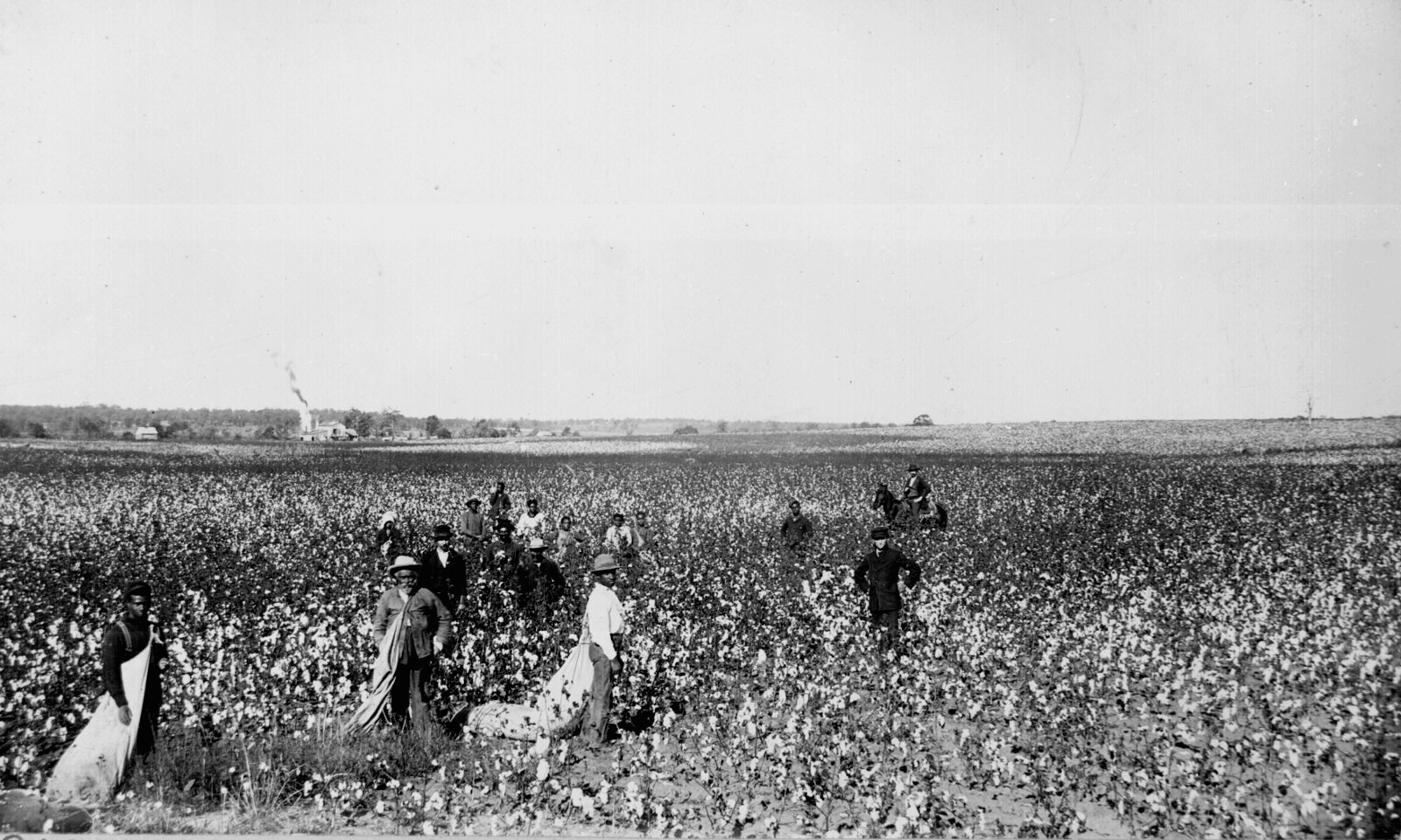 [Cotton+field.jpg]