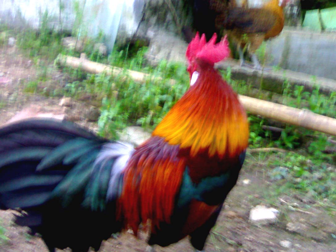 Jejeh Hatine: Peternak Ayam Hutan di Lampung