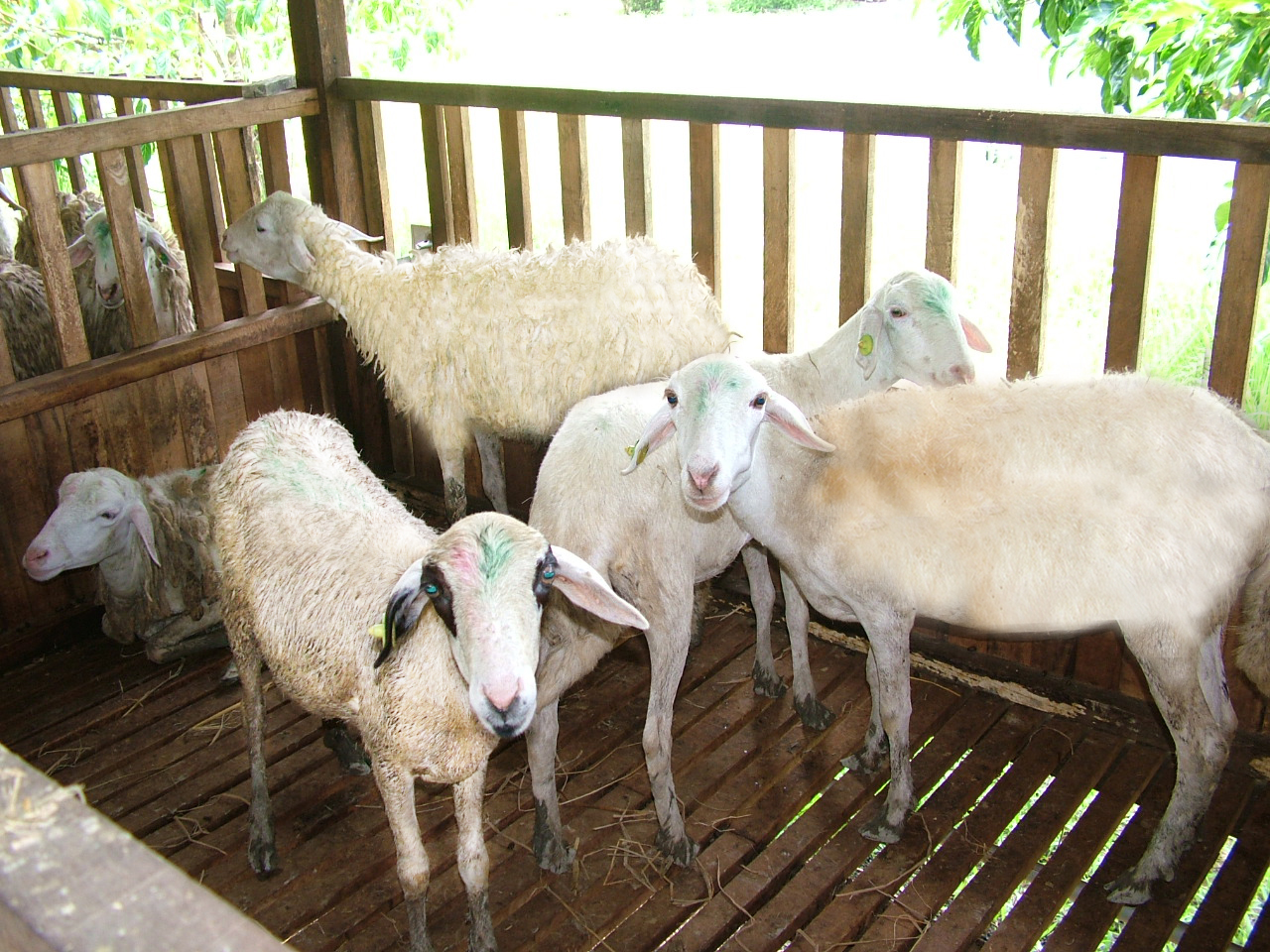 SURECO AGRO FARM (SAF): SURECO menerima lagi 30 Kambing/kibas