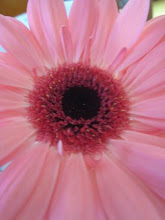 Vacker rosa gerbera...