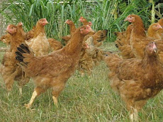 Pamora Free-range Chicken